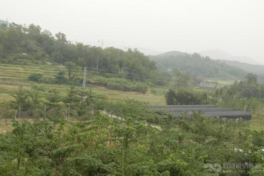 江门台山市168亩农用地转让实景图