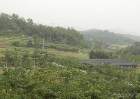  江门台山市168亩农用地转让实景图 