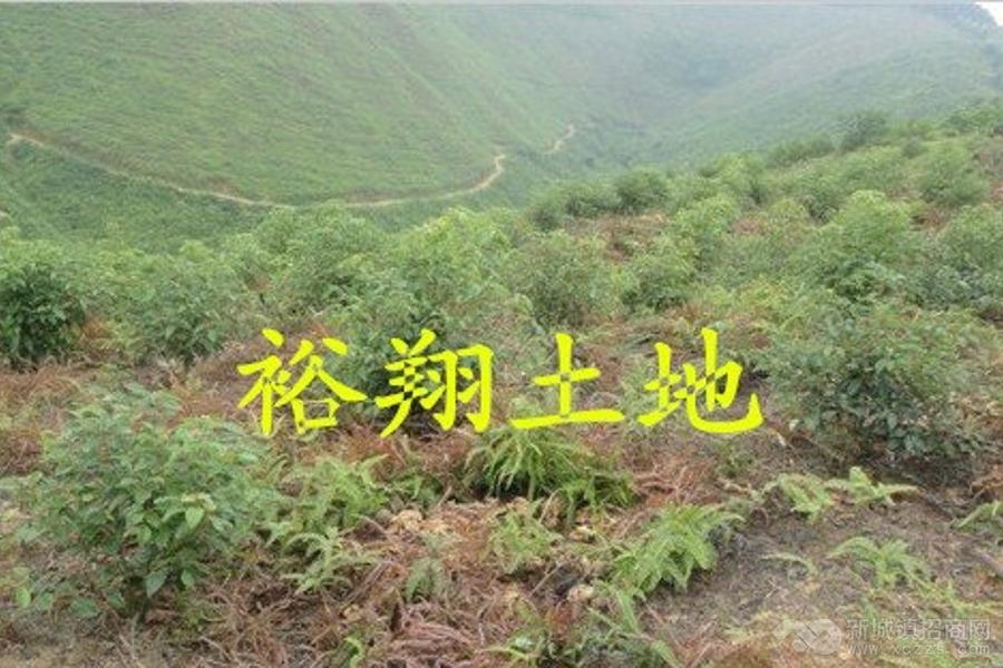 低价转让肇庆市封开县265亩花木山场实景图