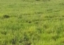  吉林省白城市镇赉县4.5万亩草原用地转让实景图 