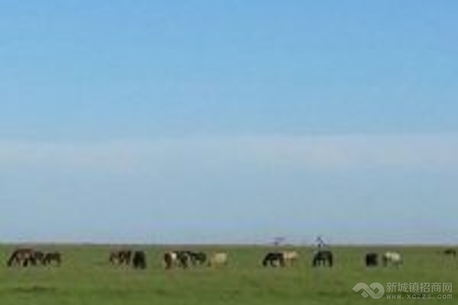 吉林省白城市镇赉县4.5万亩草原用地转让实景图