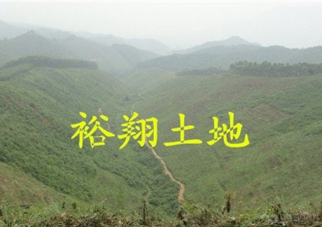  低价转让肇庆市封开县265亩花木山场实景图 