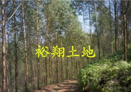  出售--肇庆市封开县2114亩桉树林场实景图 