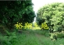  （转让）广州市从化120亩农场/农庄实景图 
