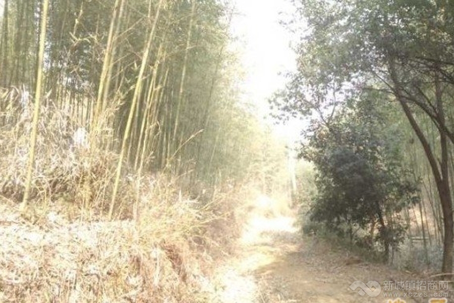 杭州余杭区山地120亩整体转包实景图